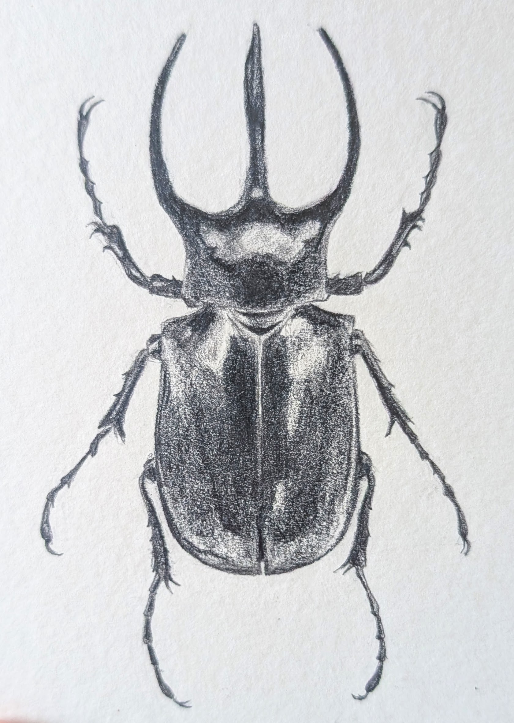graphite bug